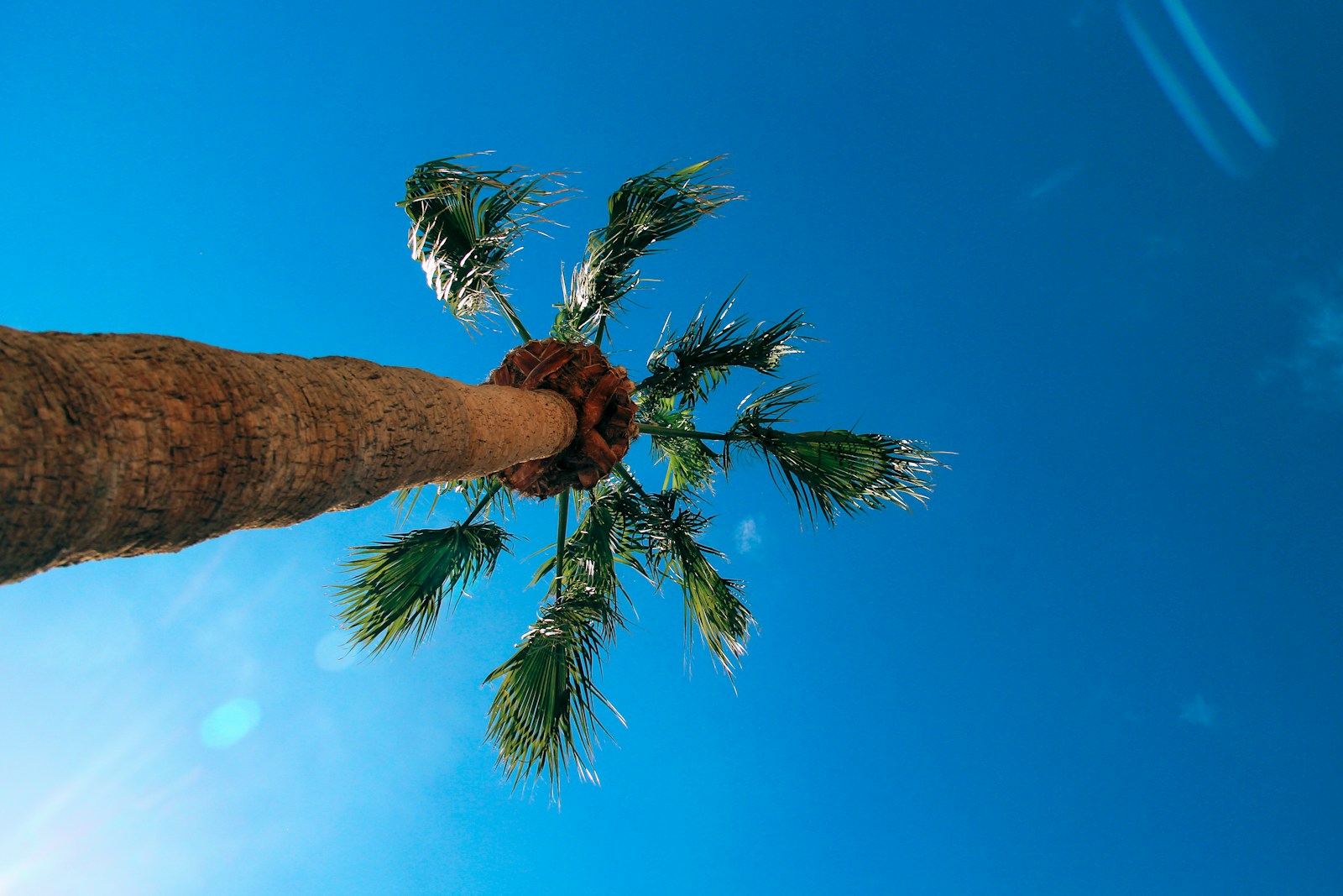 a palm tree with a blue sky in the background